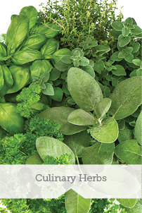 Culinary Herbs