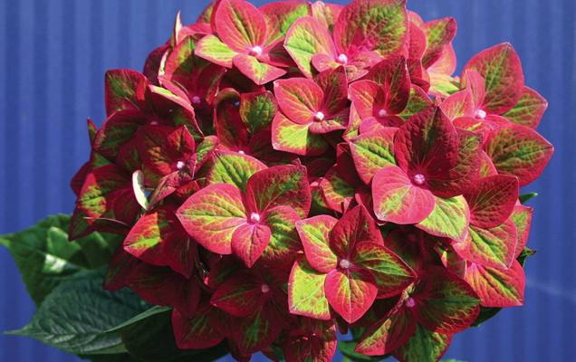 HGTV HOME Plants Find Your Perfect Hydrangea Butterfly Frolic