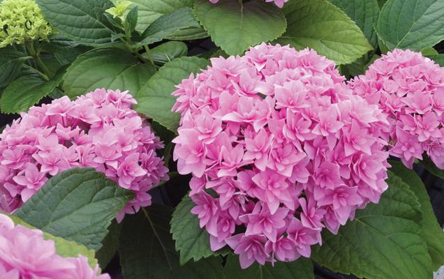HGTV HOME Plants Find Your Perfect Hydrangea Double Hot Pink