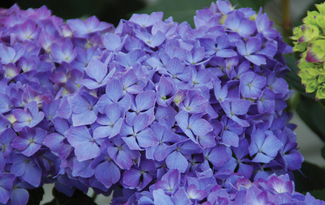 HGTV HOME Plants Find Your Perfect Hydrangea Purple Bayou
