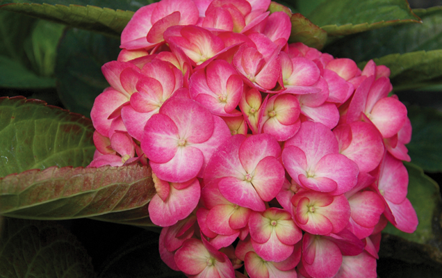 HGTV HOME Plants Find Your Perfect Hydrangea That Rosy Bouquet