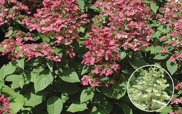 HGTV HOME Plants Find Your Perfect Hydrangea White Embers