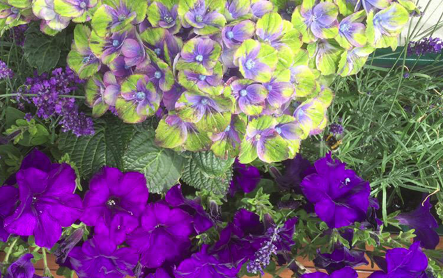 HGTV HOME Plants Great Garden Inspiration from Wimbledon Hydrangea Petunia