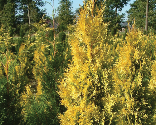 HGTV HOME Plants Golden Feather Thuja