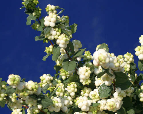 HGTV HOME Plants Pearl Wave Dots Snowberry