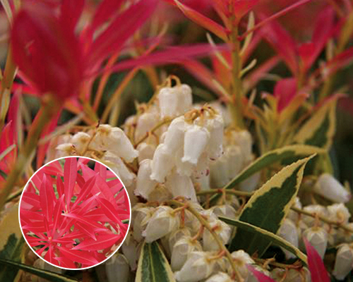 HGTV HOME Plants Smoldering White Japanese Andromeda