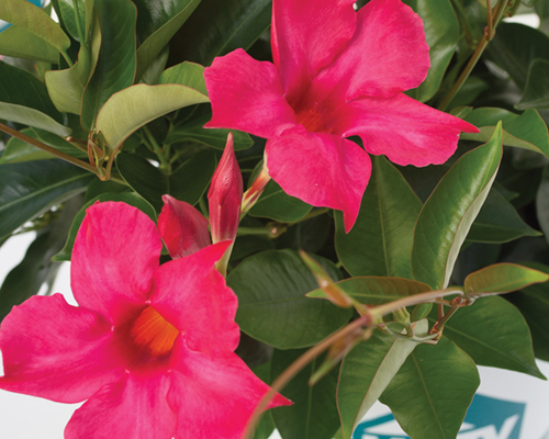 HGTV HOME Plants Deep Pink Paradise Mandevilla