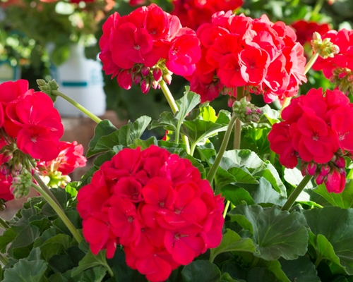 HGTV HOME Plants So Amazing Neon Geranium
