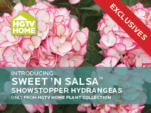 Hydrangeas