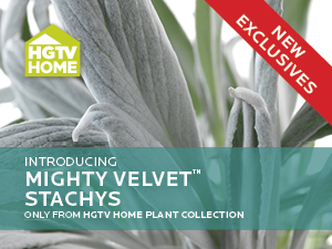 Mighty Velvet