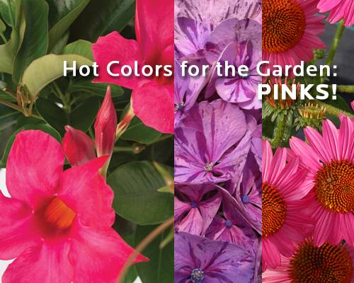 Hot Colors for the Garden: PINKS!
