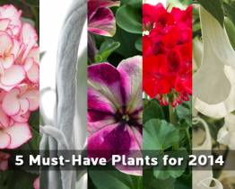 5 Must-Have HGTV Plants for 2014