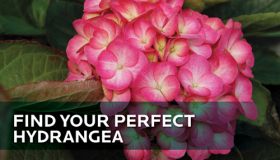 Find Your Perfect Hydrangea