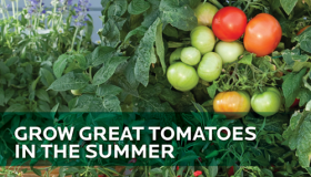 Grow Great Tomatoes in the Summer