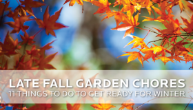 Late Fall Garden Chores