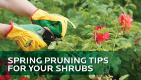 Spring Pruning Tips for Your Shrubs