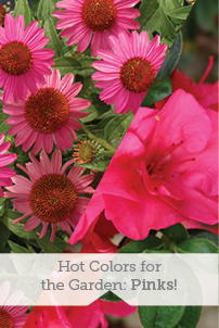 Hot Colors for the Garden: Pinks