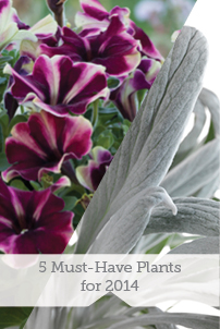 Five Must Have Plants for 2014
