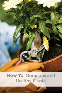 How To: Gorgeous and Healthy Plants!