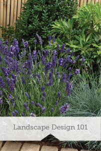 Landscape Design 101
