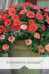 Expressions Annuals