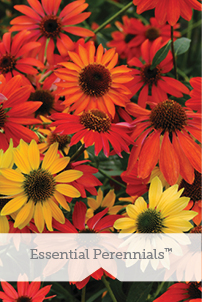 Expressions Perennials