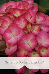 Smart & Stylish Shrubs
