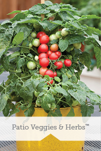 Patio Vegetables & Herbs