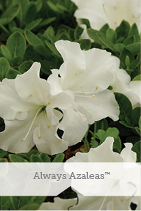 Always Azaleas