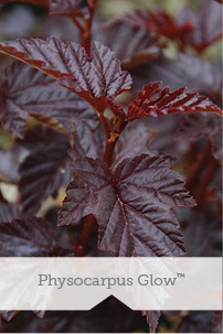 Physocarpus Glow TM