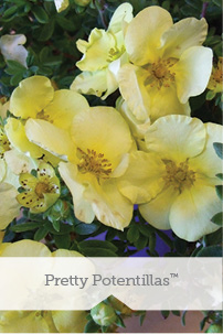 Pretty Potentillas TM