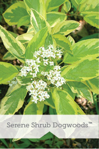 Serene Shrub Dogwoods TM
