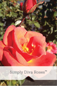 Simply Diva Roses TM