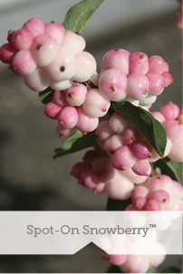 Spot-On Snowberry TM