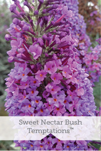 Sweet Nectar Bush Temptations TM