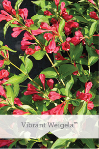 Vibrant Weigela TM