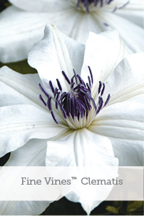 Fine Vines TM Clematis