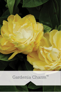 Gardenia Charm TM