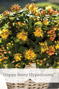Happy Berry Hypericums TM