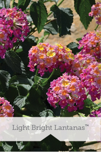 Light Bright Lantanas TM