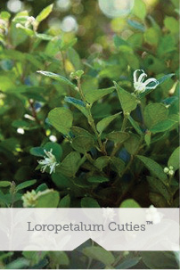 Loropetalum Cuties TM