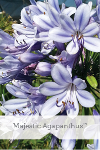 Majestic Agapanthus TM